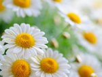 Daisies