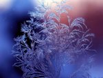 ICE FERN