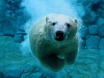 POLAR BEAR SWIMMING UNDERWATER