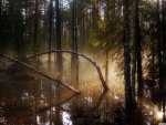 Misty Forest Swamp