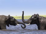 AFRICIAN ELEPHANTS PLAYING