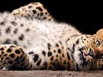 LEOPARDO