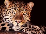 LEOPARDO