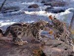 Snow Leopard Cubs