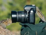 CURIOUS CHIPMONKS EXPLORING A CAMERA