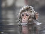YOUNG MONKEY COOLING OFF