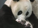 PANDA MOTHER HUGGING HER BABY CUB