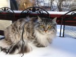 siberian cat