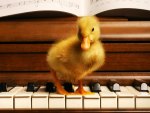 Cute musician duck