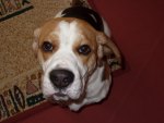 berite beagle basset
