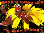 â™¥ Sunny Day â™¥