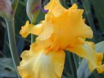 Golden Iris