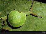 green snail