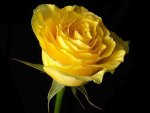 Yellow Rose