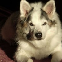 A long time family member