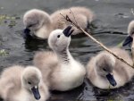 Goslings