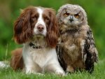 Bird With Owl.....Hmm, explain THAT