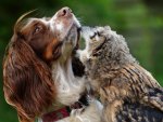 Bird Dog and Owl 02