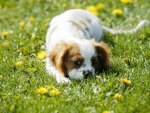 Cavalier King Charles Spaniel