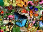 Butterflies Butterflies