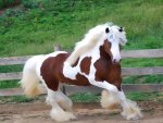 Gypsy Vanner Horse
