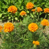 Orange Flowers