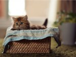 basket kitty