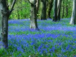 Bluebells