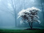 Tree of Blooming White Blossoms