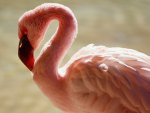 Pink Flamingo