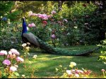 Peacock in rose garden