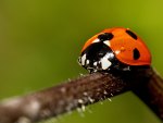 Little ladybug