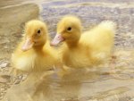 Ducklings