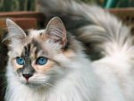 beautiful blue eyes