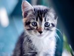 Kitten with blue eyes