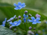 Tiny blue flowers