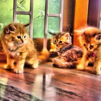 3 little kitties in HDR