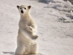 URSO POLAR