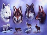 Wolf beauty for Glyn