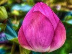 Pink Lotus