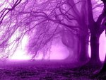 Fog Purple Trees