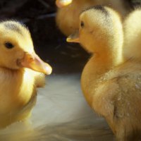 Ducklings