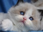 cute ragdoll kitty