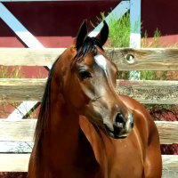 Horse2   --Majestic Stables2