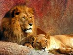 LINDO CASAL DE LIONS