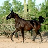 Horse series2  --Majestic Stables10