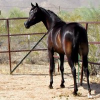 Horse series2   --Majestic Stables11