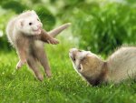 PLAYFUL FERRETS HAVING FUN