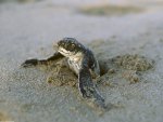 FIRST BREAK - LEATHERBACK TURTLE ON BEACH