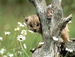 LYNX CUB WILD CAT CUTE NATURE PHOTO